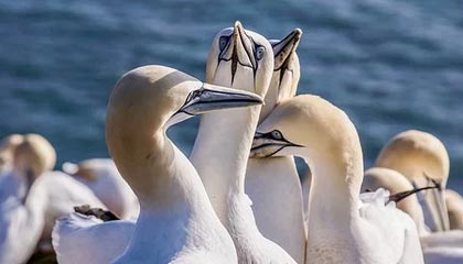 九游娱乐(jiuyou)官网-羽毛球世青赛中国队力保团体冠军，羽毛球世青赛冠军名单