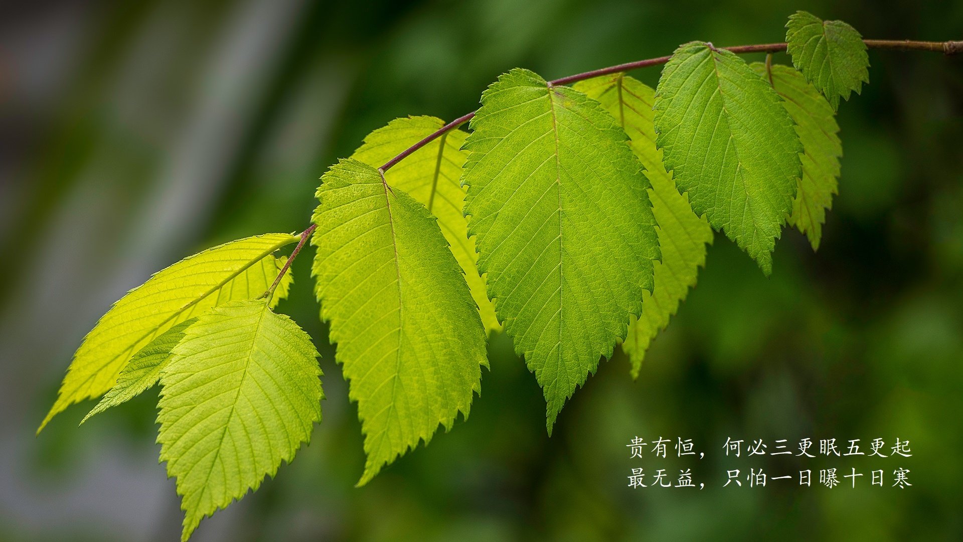 PSV前锋卢克·德容以29球荣膺荷甲最佳射手。，卢克德容和西姆德容