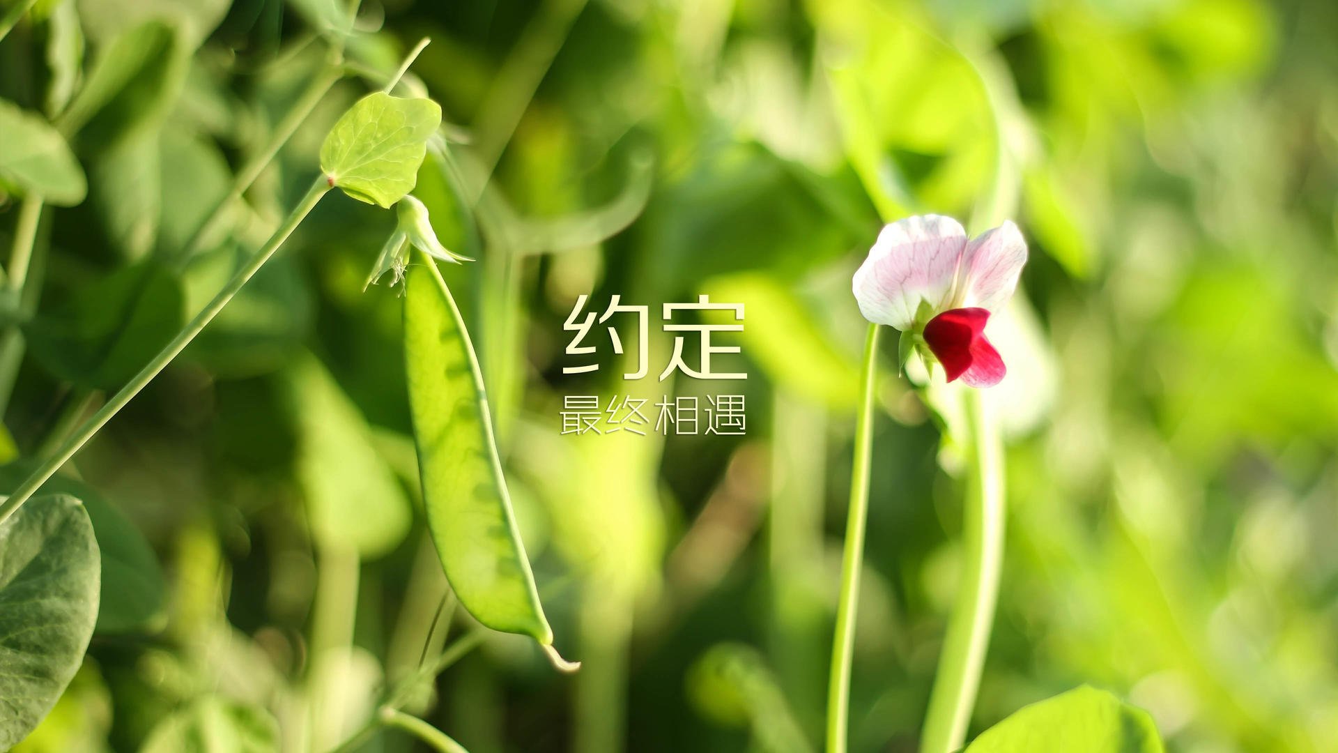 传统水袖舞狮比赛，文化盛宴里的运动魅力