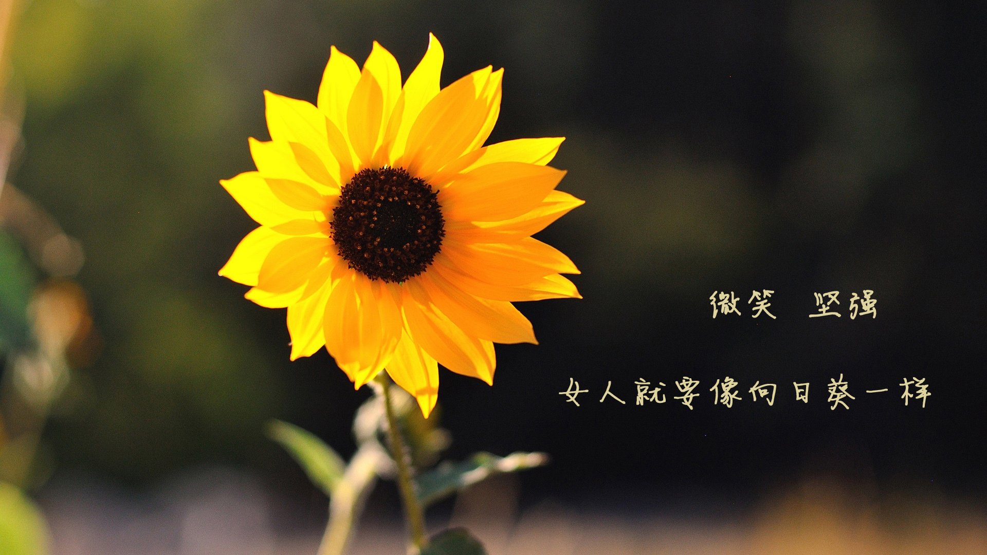 桑普多利亚战平获胜，积分稳步提升