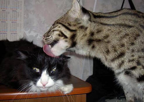 西甲顶级Tag:技术与战术完美糅合,西甲d s